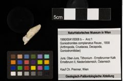 Foto (Objekt + Etiketten) von Goniodromites complanatus (Reuss, 1858) (NHMW-GEO-1990-0041-0008b)